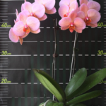 187. Phal. Charming Marshmallow 2,5