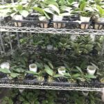 319. Микс фаленопсис цвет сюрприз 2,5