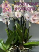 9.36 Ambon — изображение 2