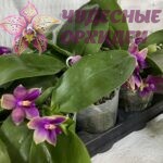 Микс из розовых сортов. Азия. Цветущий. Ароматный