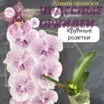 270. CH2400 2,8