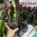 Замиакулькас черный. Горшок 9 см