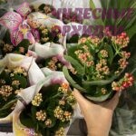 Каланхоэ микс