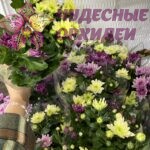 Хризантема. В горшке два-три цвета